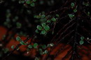 rockspray cotoneaster